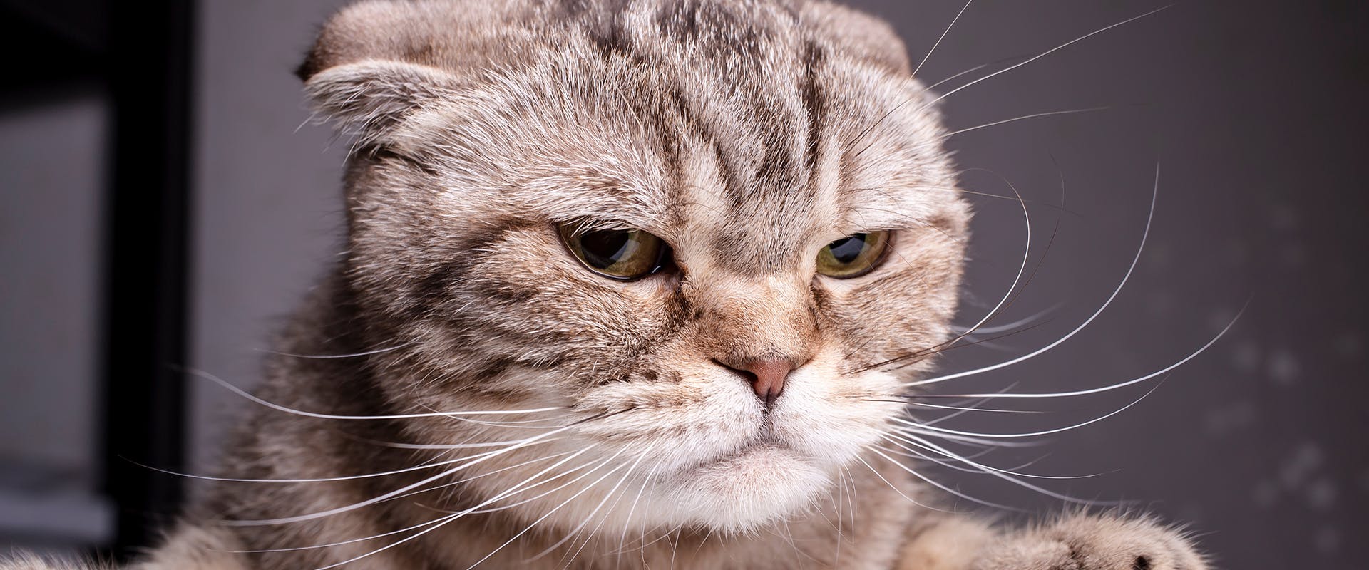 Cats citrus smell online